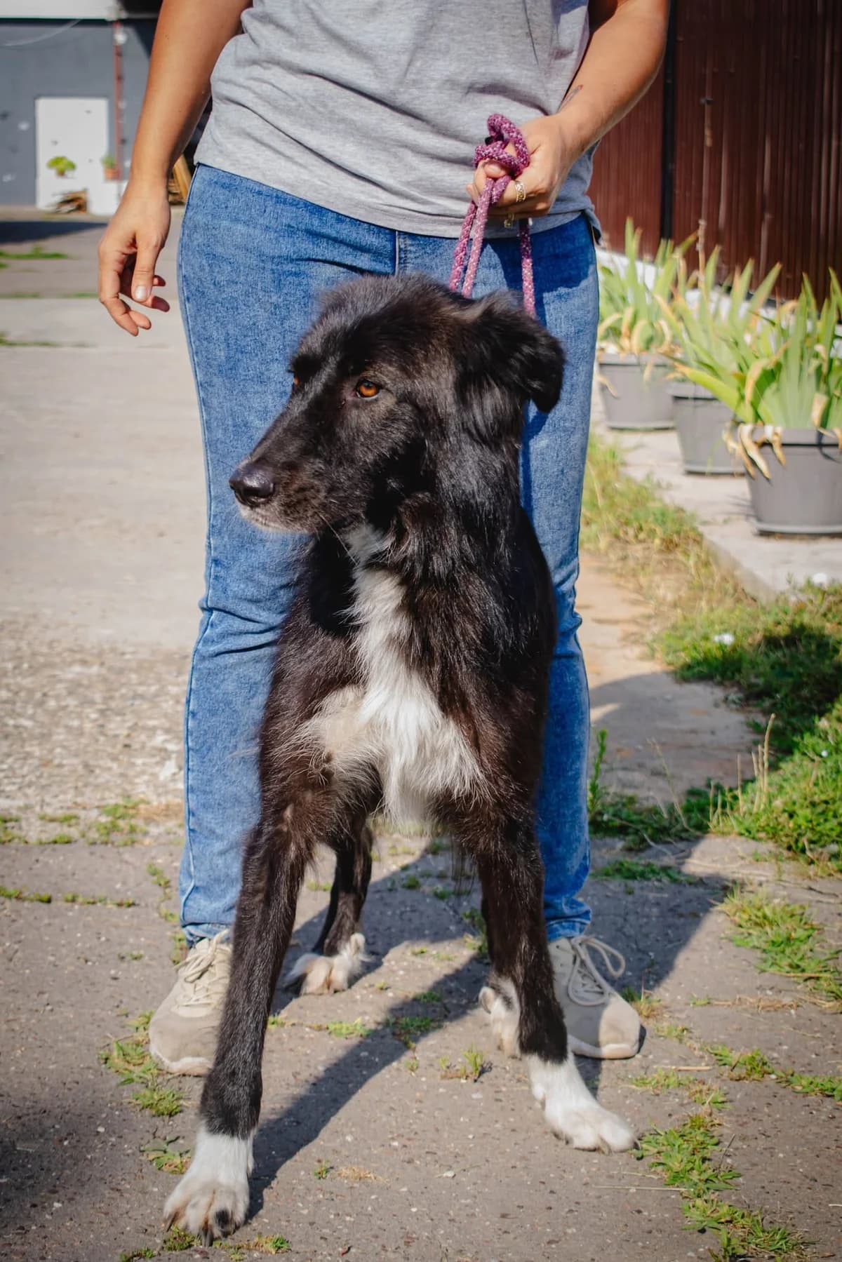 LUNA 0385, female 3yo Border Collie for adoption at No Limit Pets, Romania