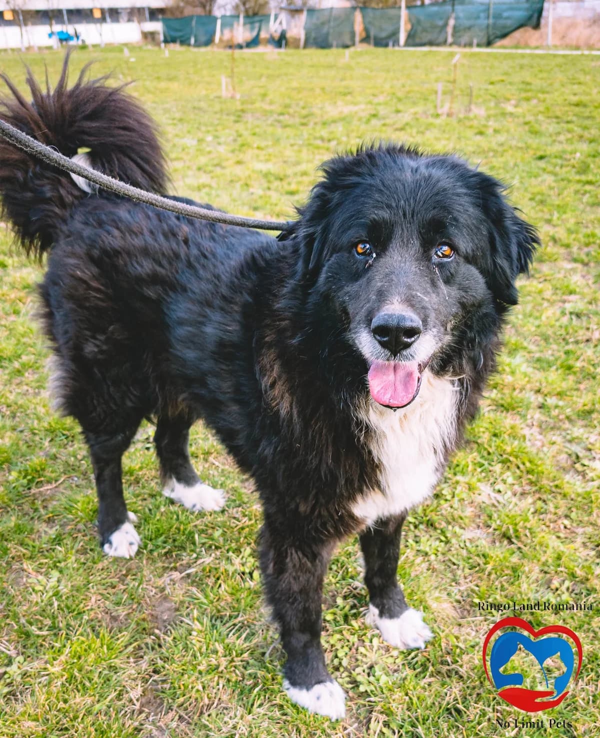 LUNA-5756- adoptat, female young Mixed Breed for adoption at No Limit Pets, Romania