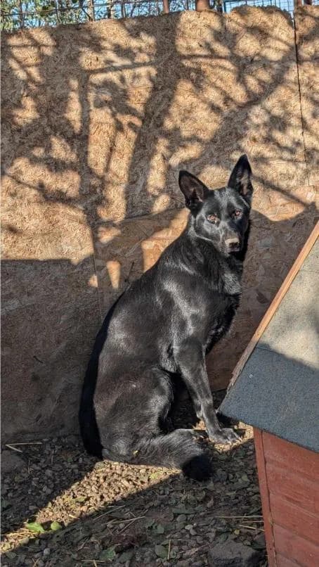 LUNA 6369, female mixed breed for adoption at No Limit Pets, Romania