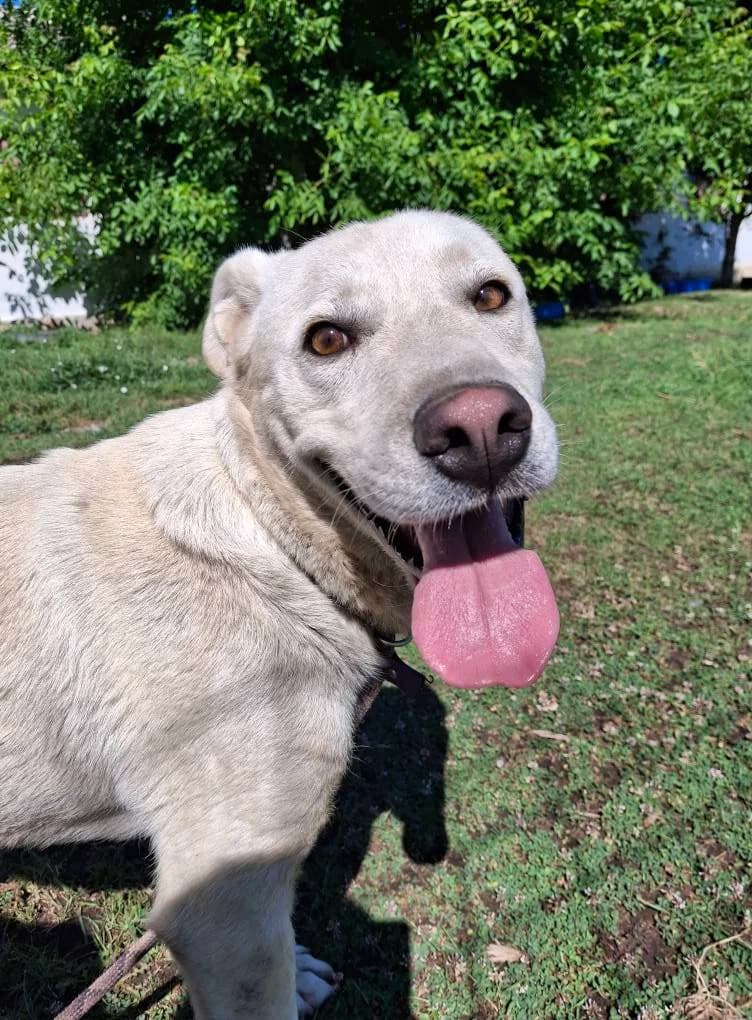 LUPO, male young Labrador Retriever for adoption at No Limit Pets, Romania