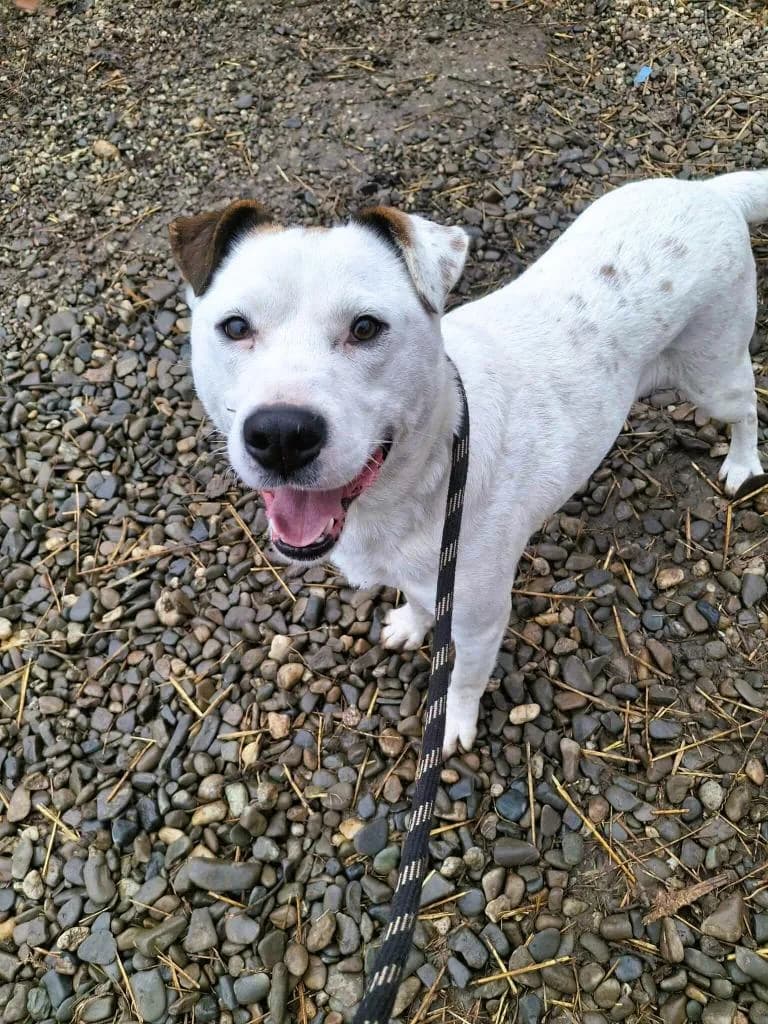 MADS 2414, male young Mixed Breed for adoption at No Limit Pets, Romania
