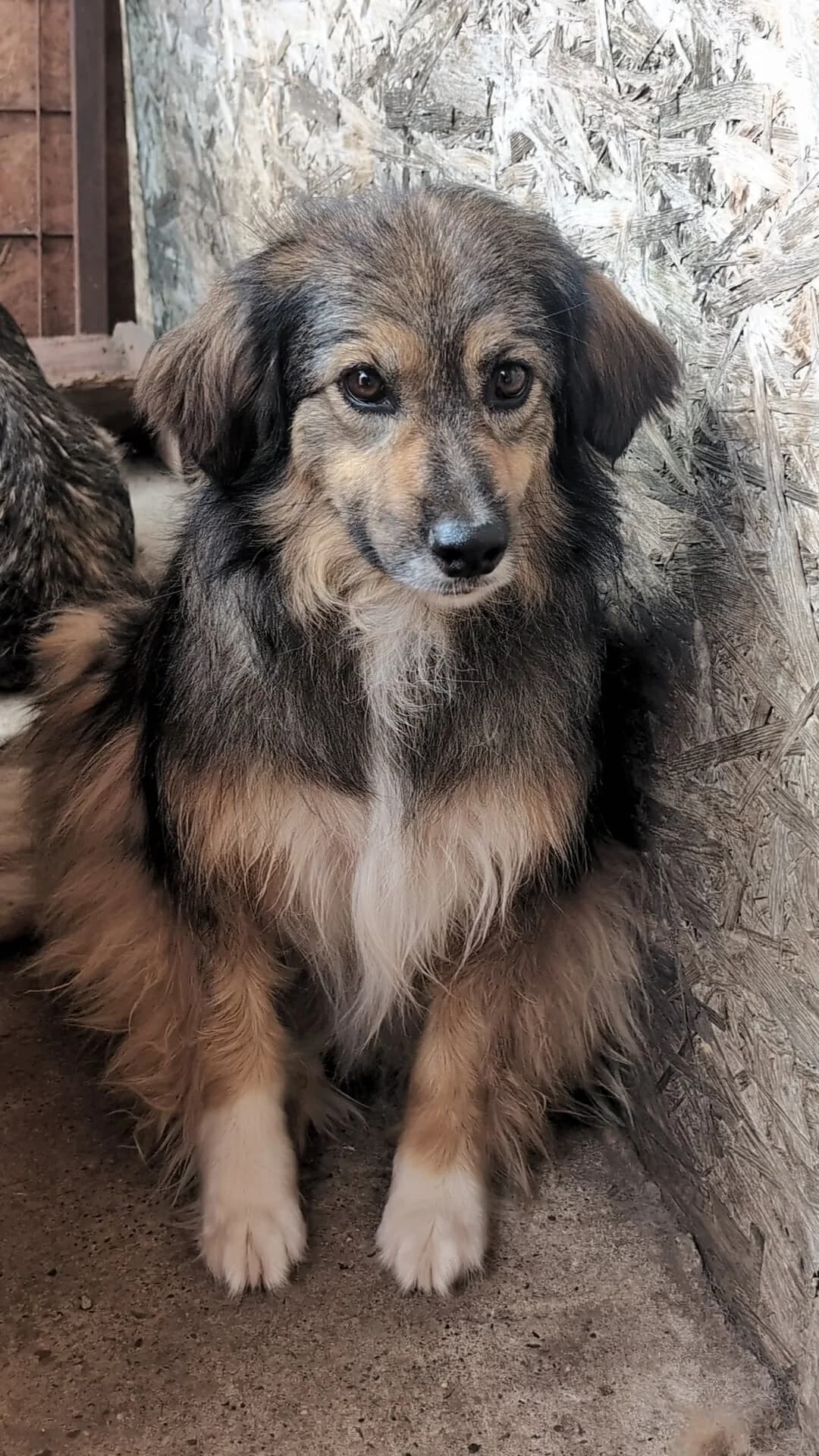 MAIKA 9151, female young mixed breed for adoption at No Limit Pets, Romania