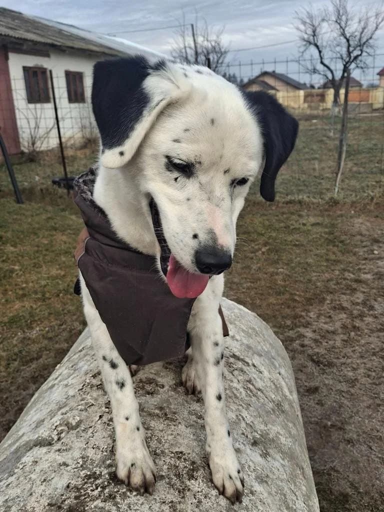 MAILO 0630 – ADOPTAT, male Dalmatian for adoption at No Limit Pets, Romania