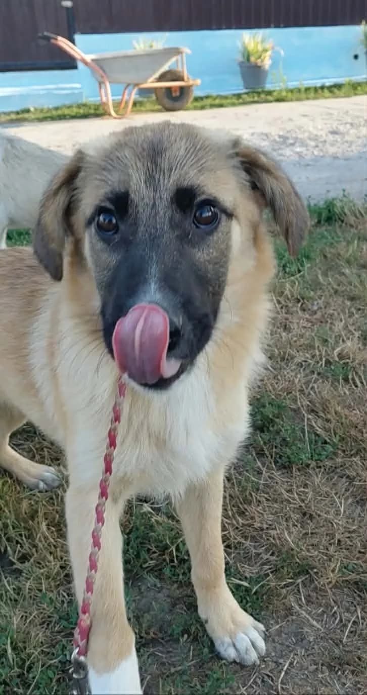 MAJA 5377, female young mixed breed for adoption at No Limit Pets, Romania