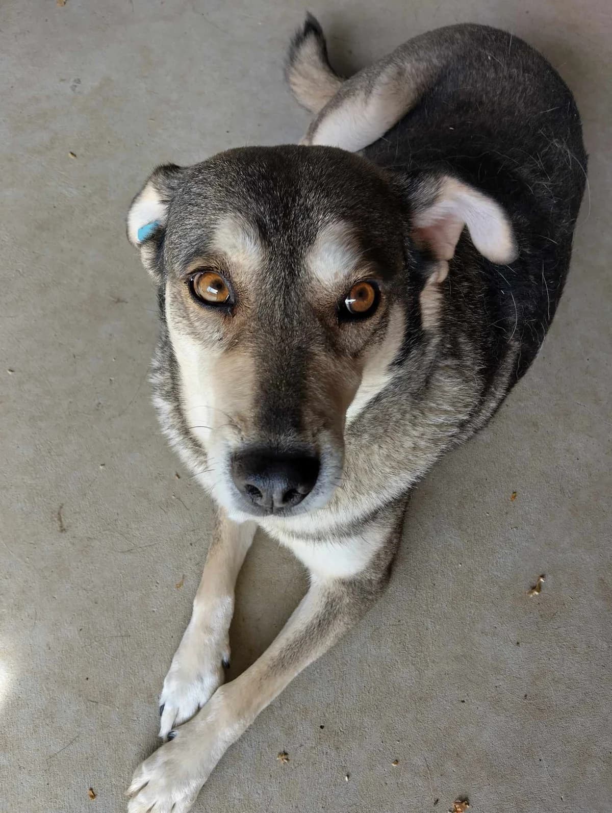 eMALINA 5715, female young mixed breed for adoption at No Limit Pets, Romania