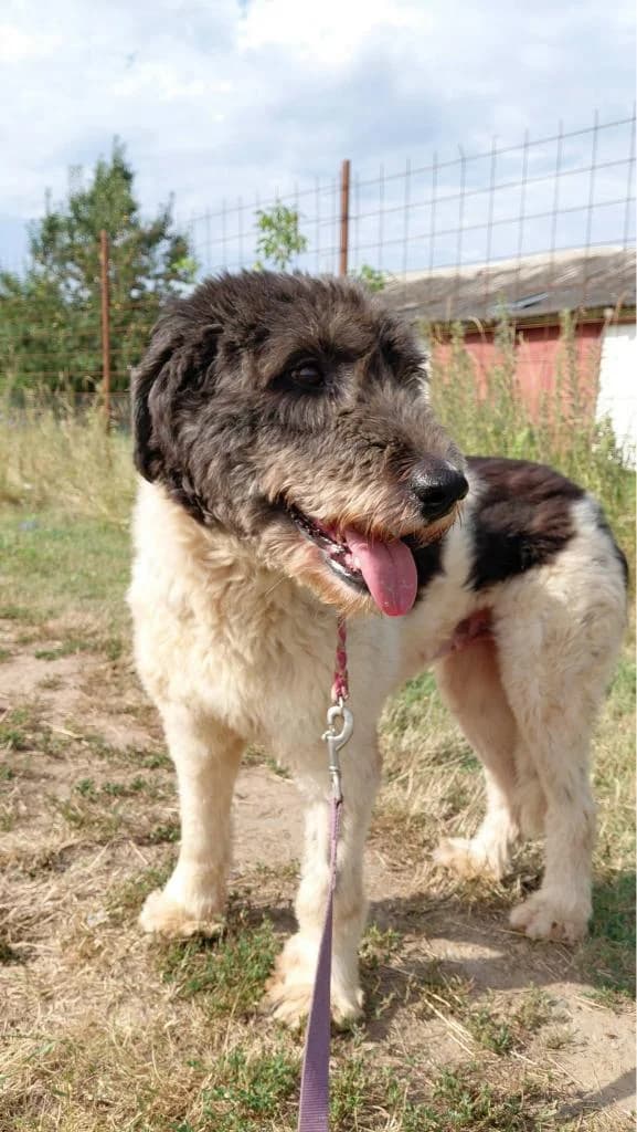 MALISSA 4398, female mixed breed for adoption at No Limit Pets, Romania