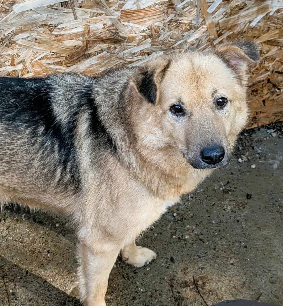 MALOU 8979, male young Mixed Breed for adoption at No Limit Pets, Romania