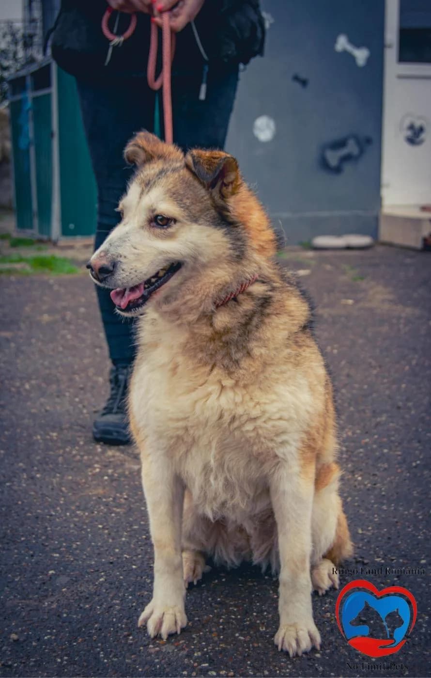 MANU 2298, female Mixed Breed for adoption at No Limit Pets, Romania