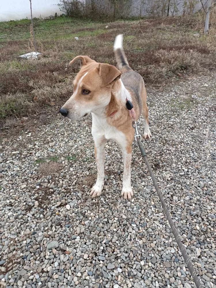 MANUEL 4876, male 3yo mixed breed for adoption at No Limit Pets, Romania
