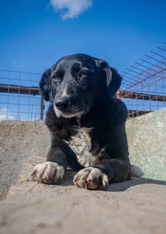 MARTHA, female mixed breed for adoption at No Limit Pets, Romania