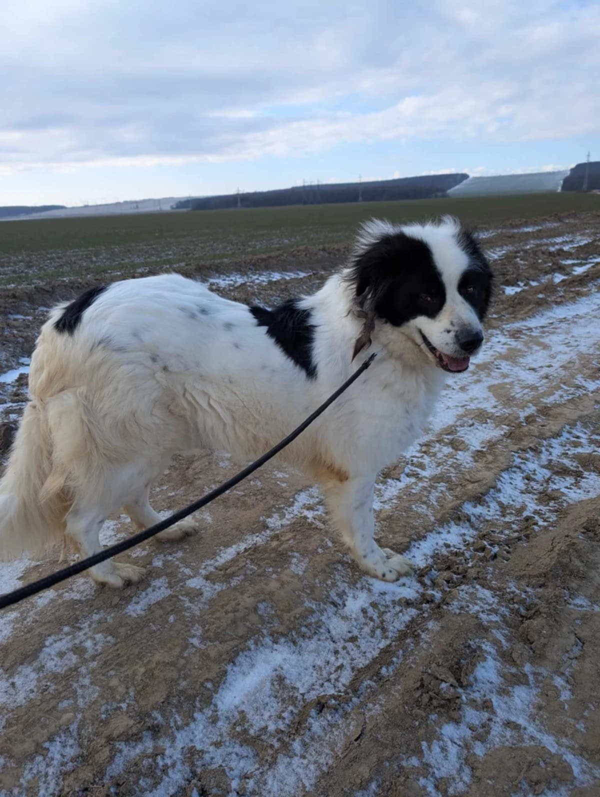 MATTEO 2540, male mixed breed for adoption at No Limit Pets, Romania