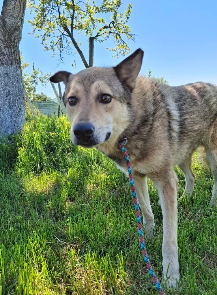 MATTI 9219, male young Mixed Breed for adoption at No Limit Pets, Romania