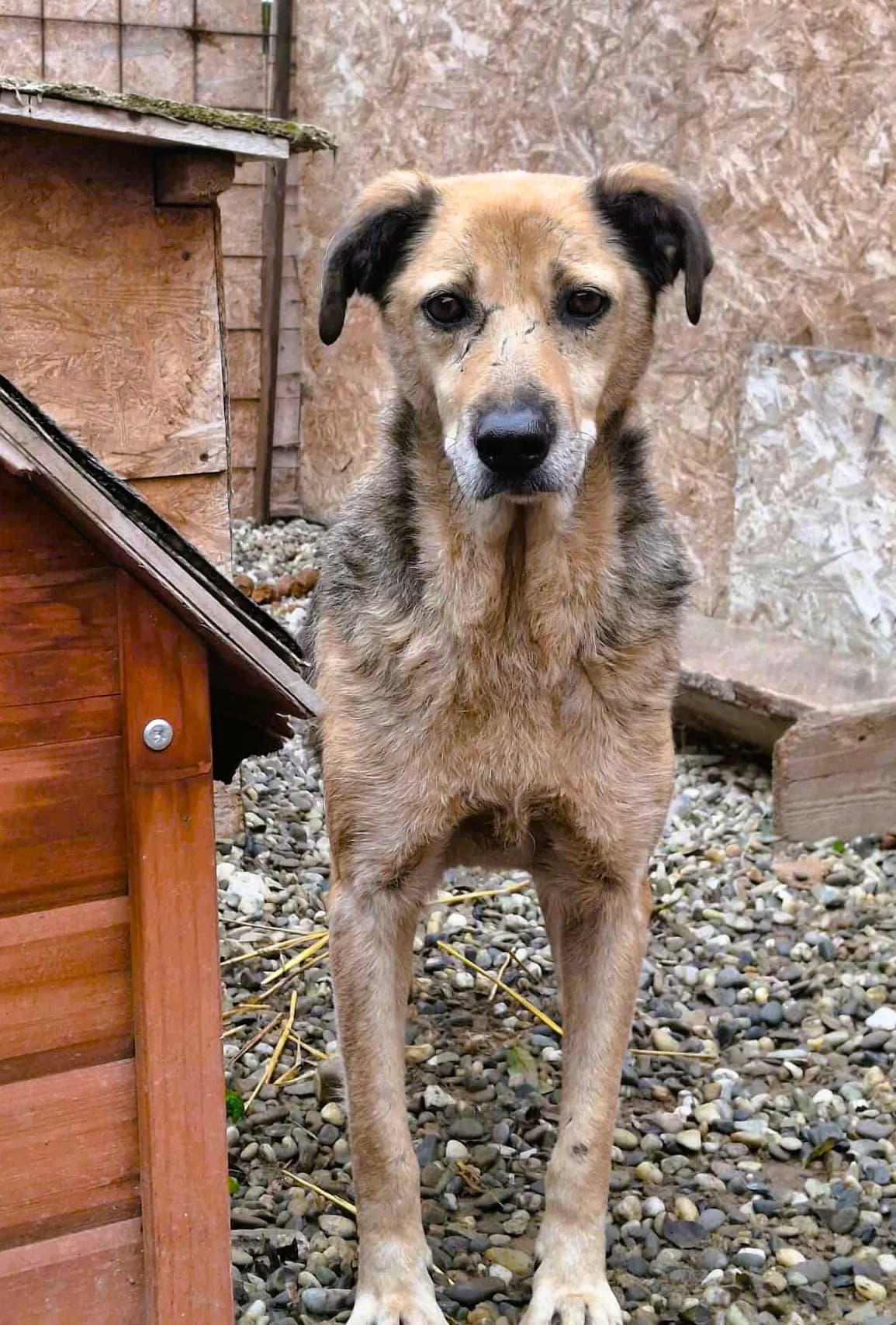 MAURIEL 9268, male young Mixed Breed for adoption at No Limit Pets, Romania