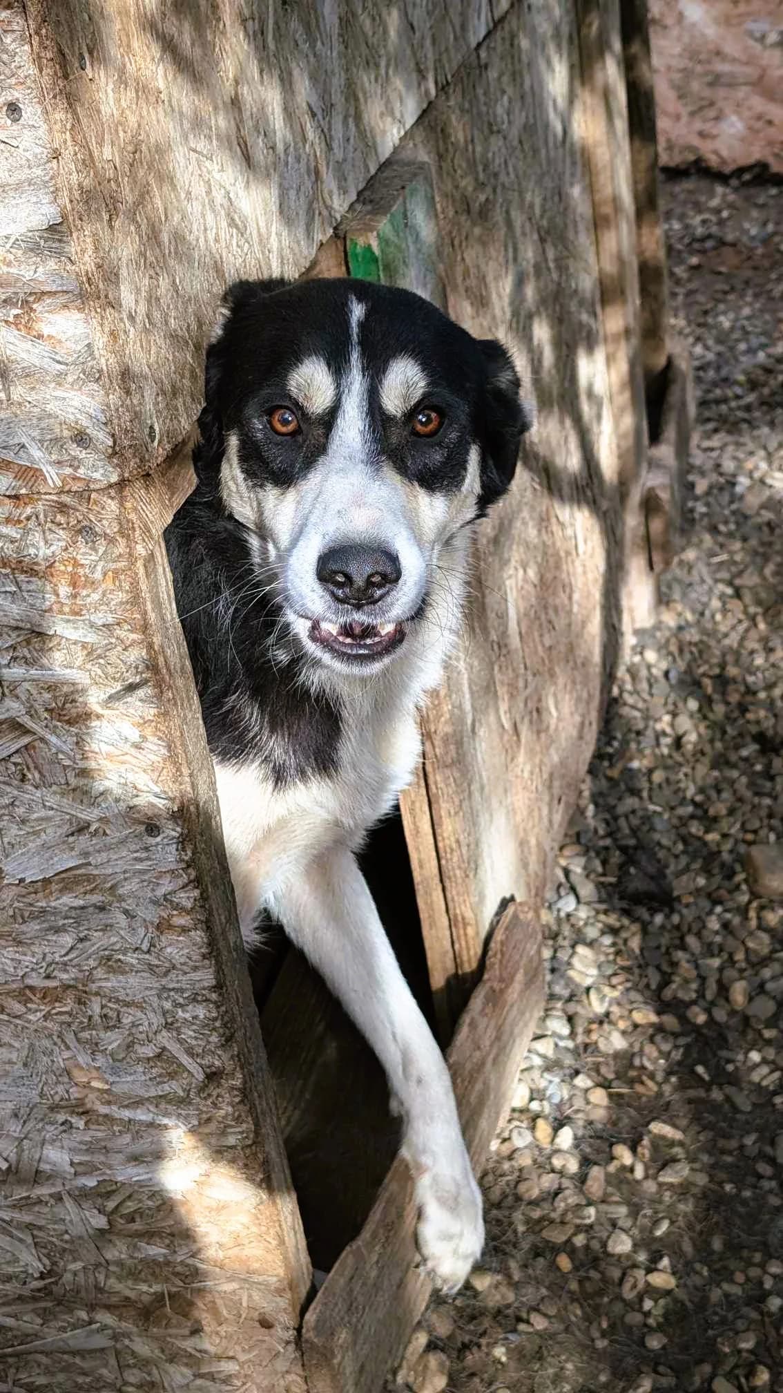 MAX 6855, male Mixed Breed for adoption at No Limit Pets, Romania