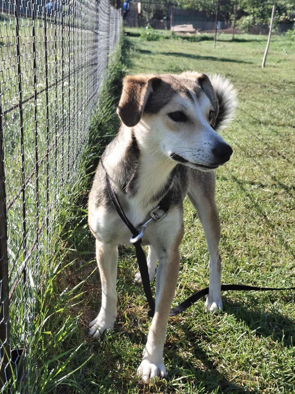 MAYA 2233, female young mixed breed for adoption at No Limit Pets, Romania
