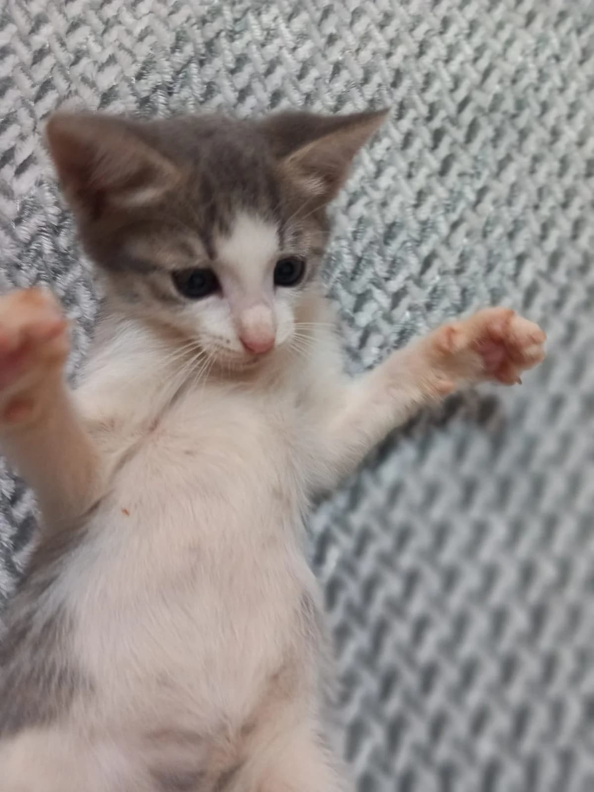 MAYA CAT -ADOPTAT, female mixed breed for adoption at No Limit Pets, Romania
