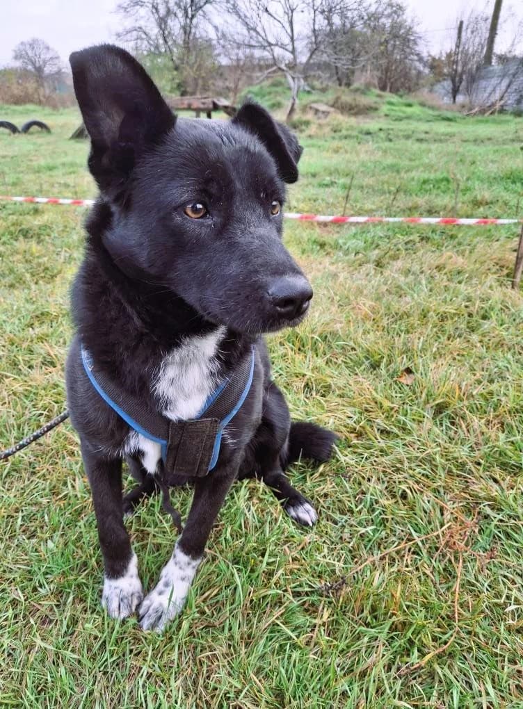 MAYLIN 8733- adoptat, female young Mixed Breed for adoption at No Limit Pets, Romania