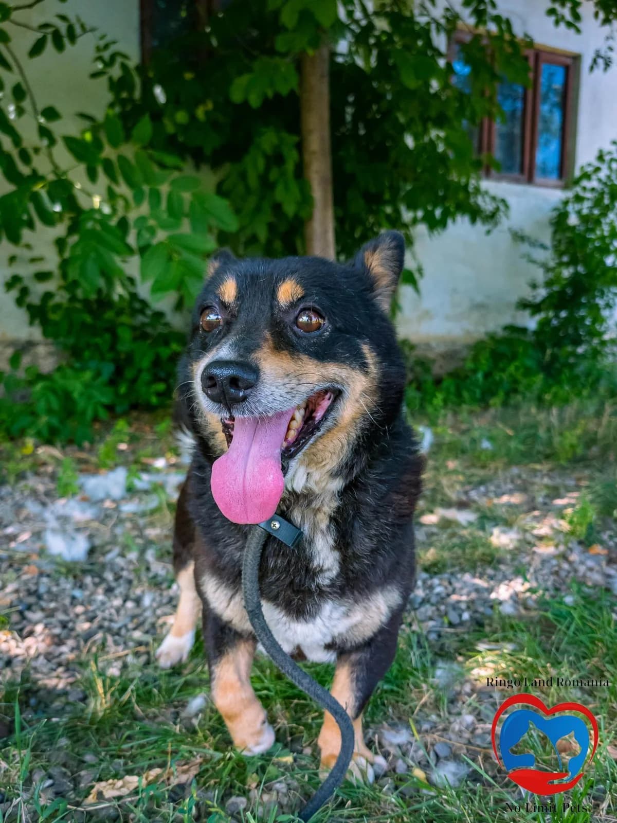 MEXI 4932, male mixed breed for adoption at No Limit Pets, Romania