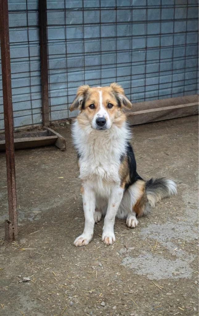 Micky 0043, male mixed breed for adoption at No Limit Pets, Romania
