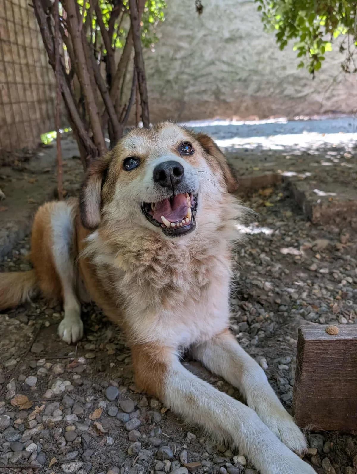 MILAN 6195, male mixed breed for adoption at No Limit Pets, Romania
