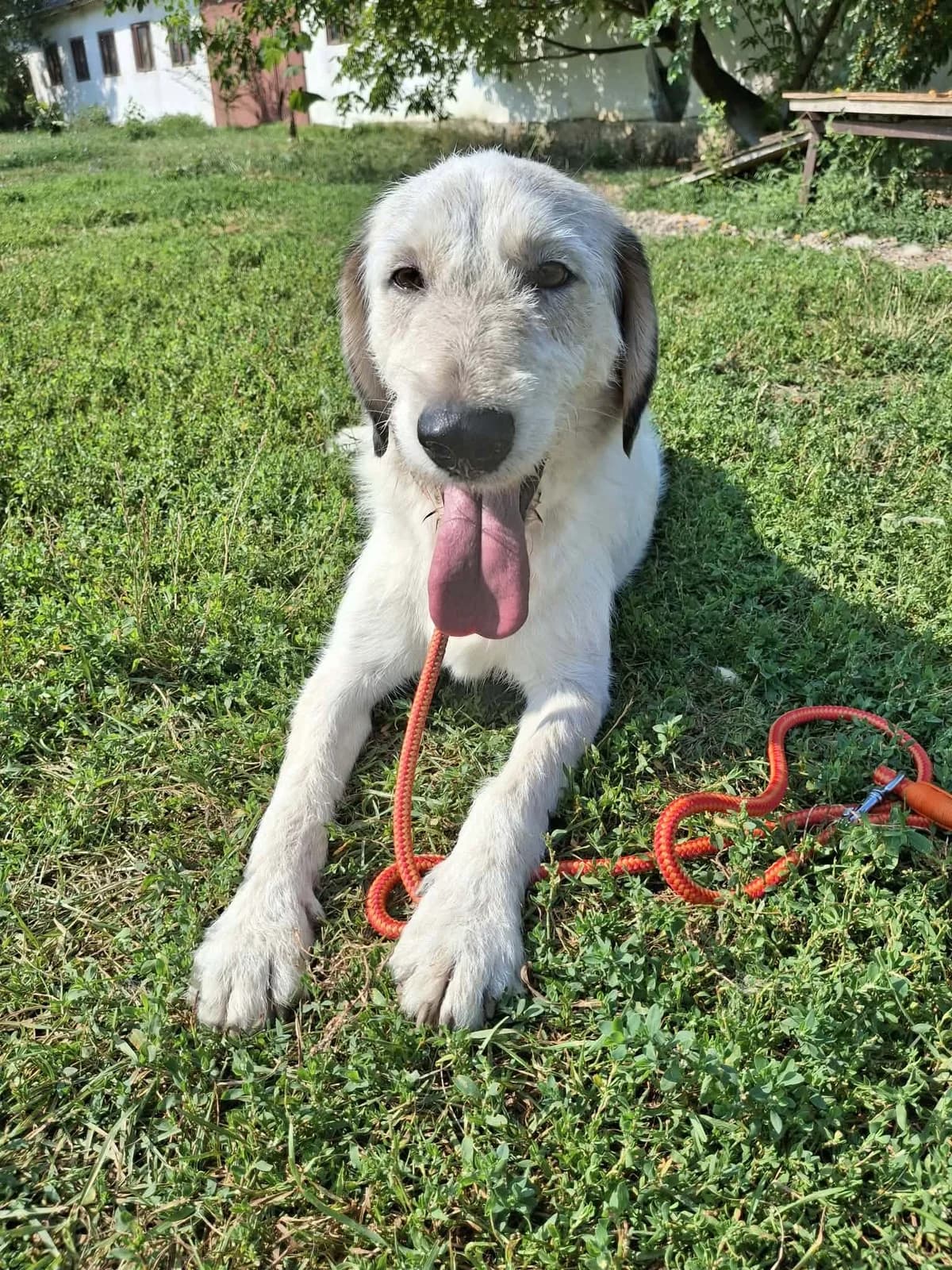 MILO 2419, male puppy mixed breed for adoption at No Limit Pets, Romania