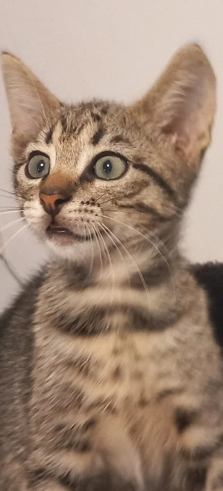 MILO CAT – ADOPTAT, male Mixed Breed for adoption at No Limit Pets, Romania
