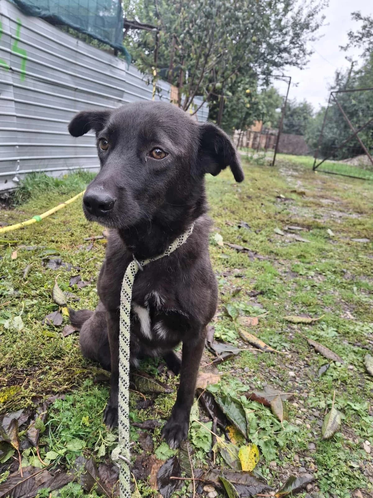 MINNA 5733, female young Mixed Breed for adoption at No Limit Pets, Romania