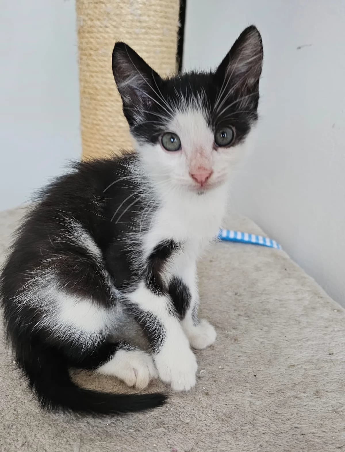 MIRA CAT – ADOPTAT, female mixed breed for adoption at No Limit Pets, Romania