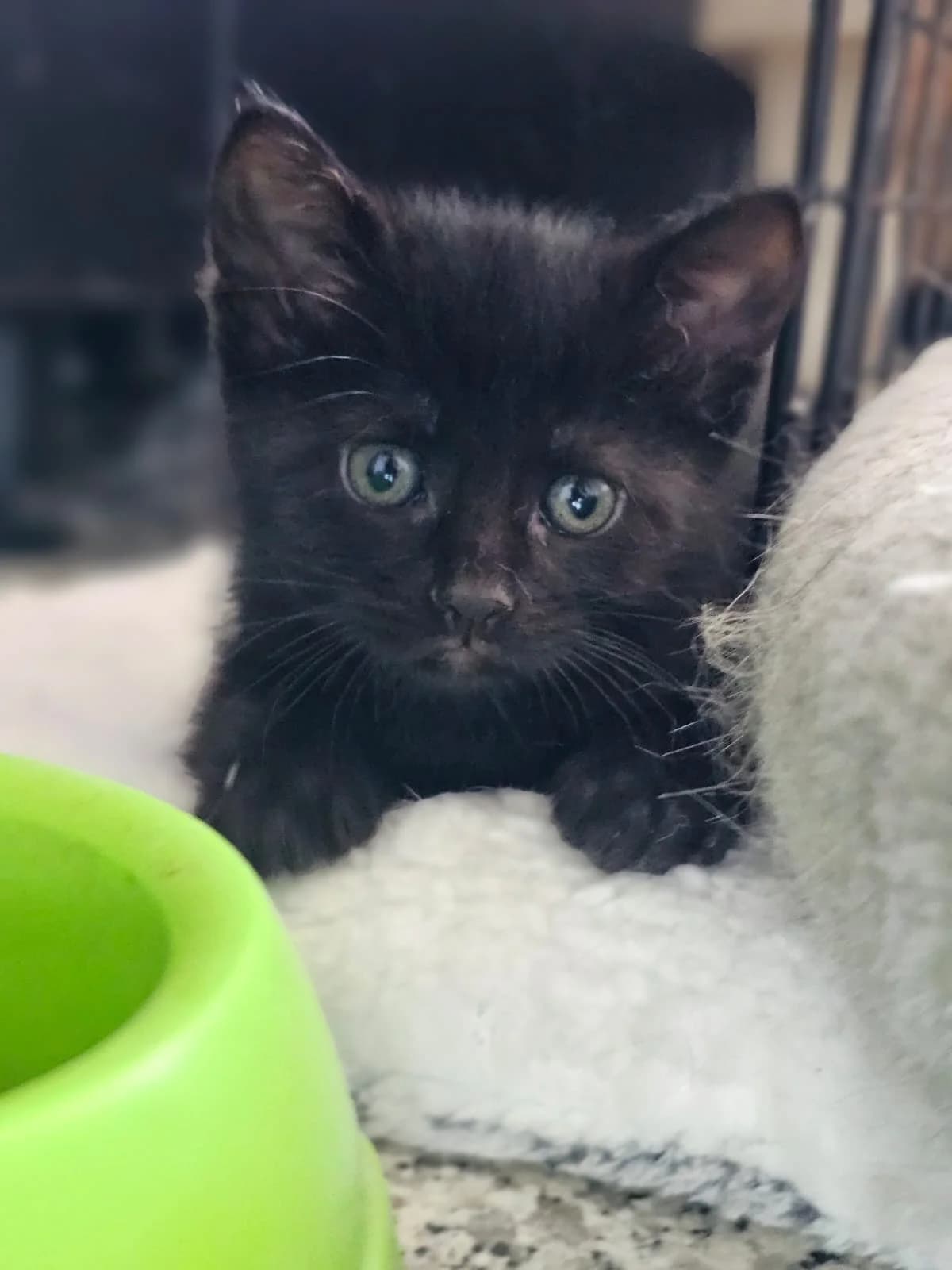 MIRA KITTEN – ADOPTAT, female mixed breed for adoption at No Limit Pets, Romania