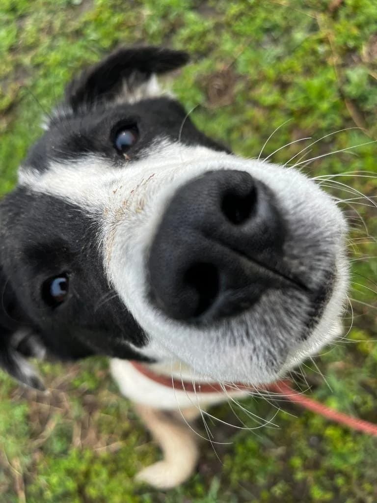 eMIRACLE 2273, male mixed breed for adoption at No Limit Pets, Romania
