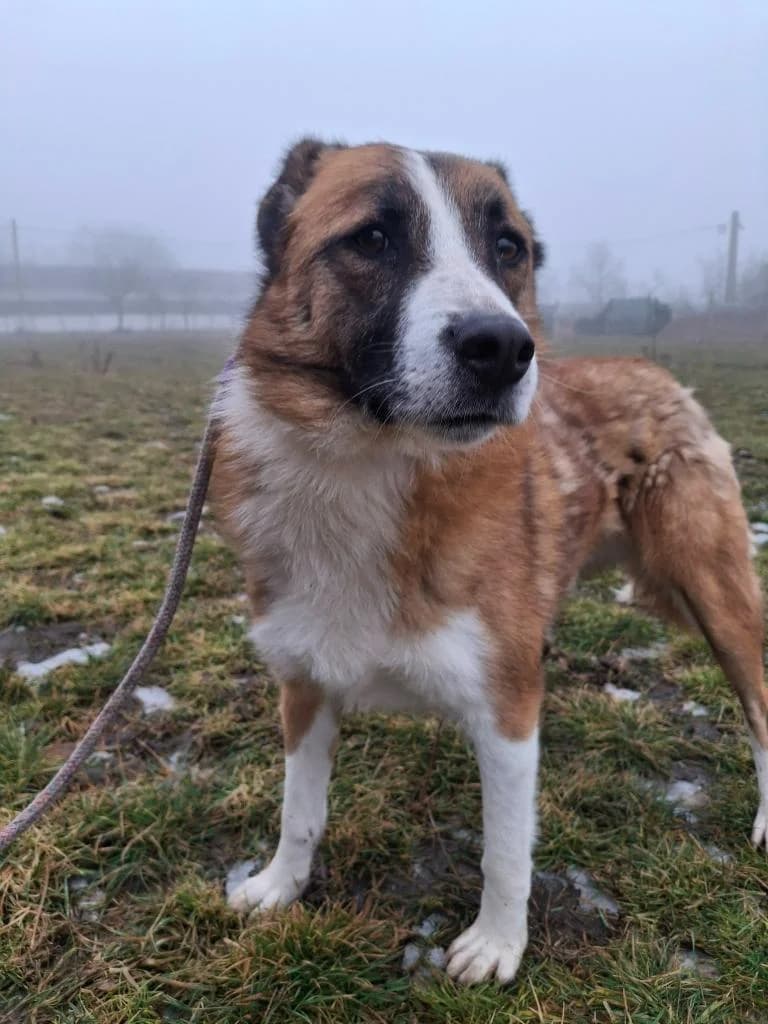 MOBY 4283, male young Mixed Breed for adoption at No Limit Pets, Romania