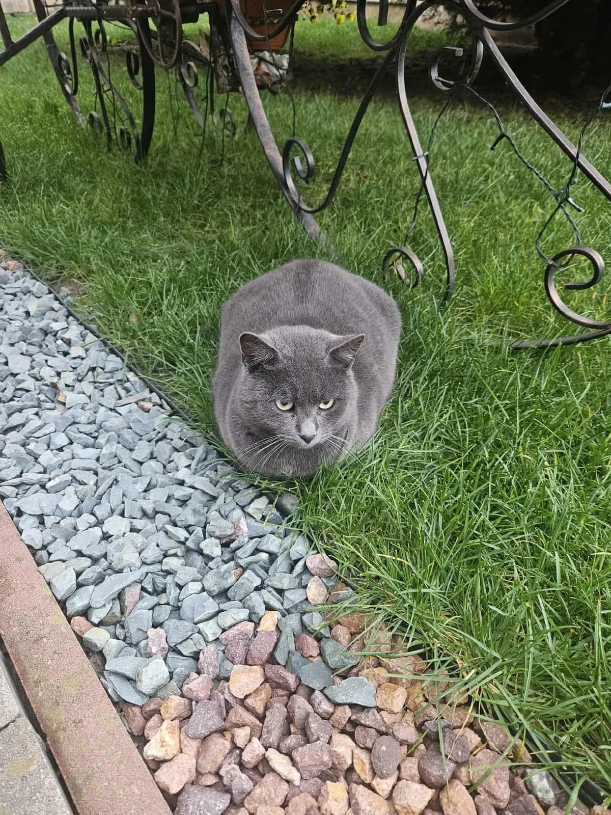 MONDO – ADOPTAT, male Mixed Breed for adoption at No Limit Pets — photo 2 of 12