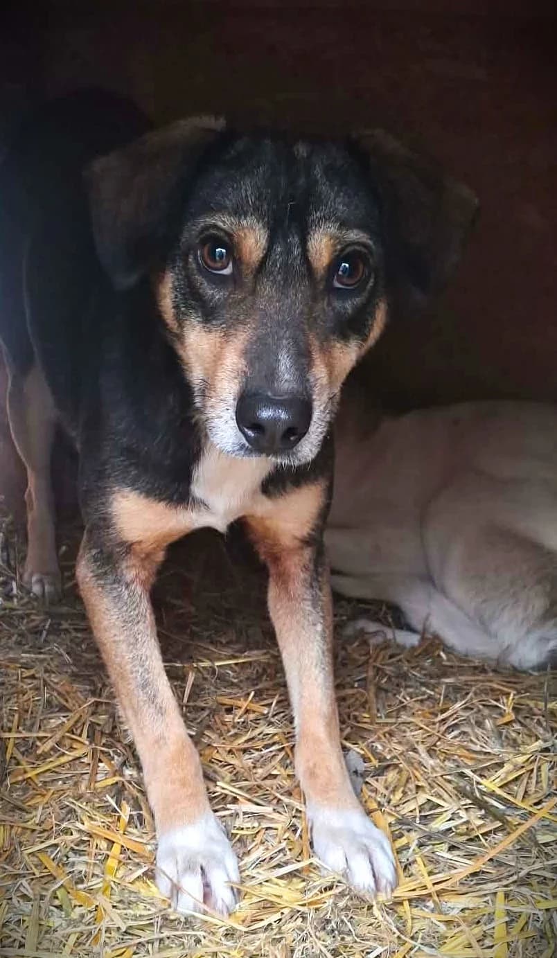 MONDY 3697, male young Mixed Breed for adoption at No Limit Pets, Romania