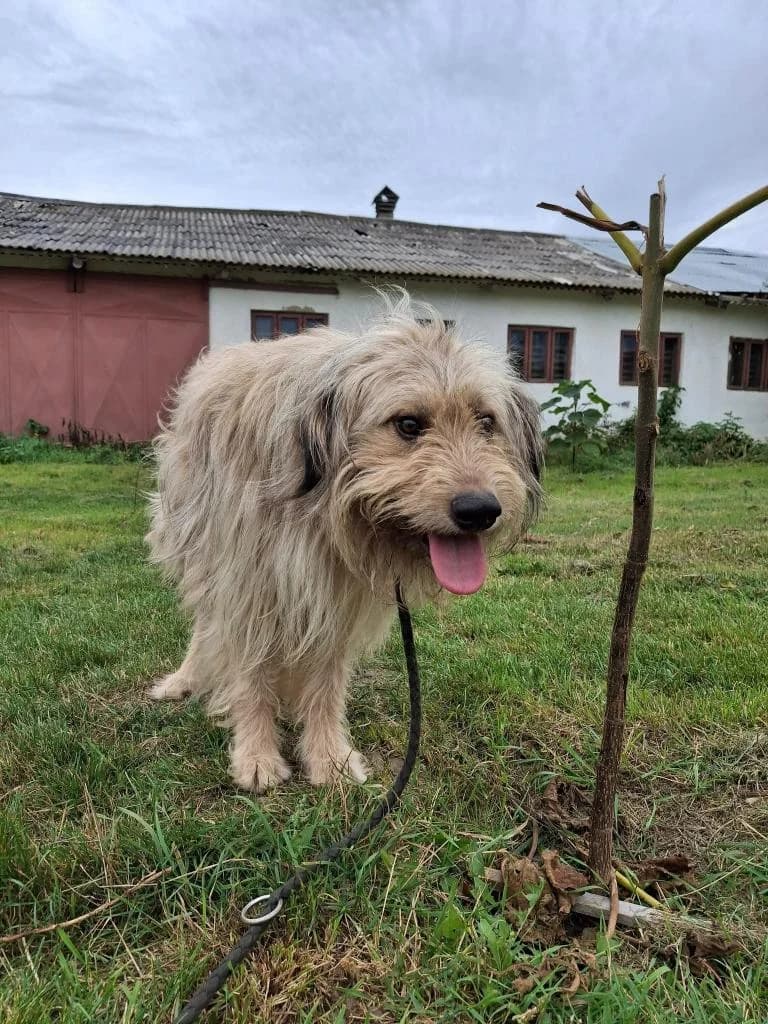 MONTY 1879, male mixed breed for adoption at No Limit Pets, Romania