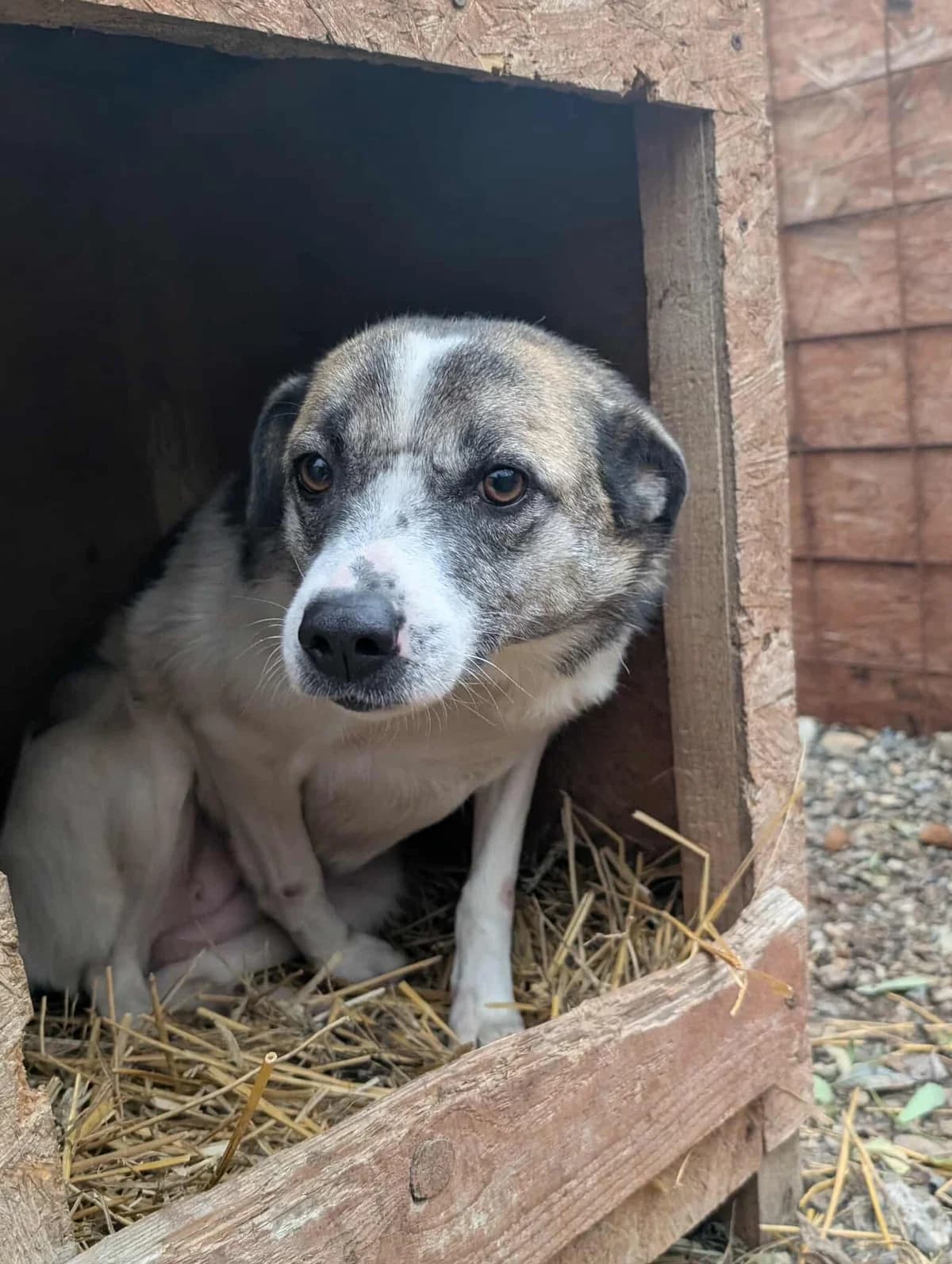 NALA 7208, female young Mixed Breed for adoption at No Limit Pets, Romania
