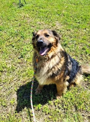 NALA 8216, female young German Shepherd for adoption at No Limit Pets, Romania