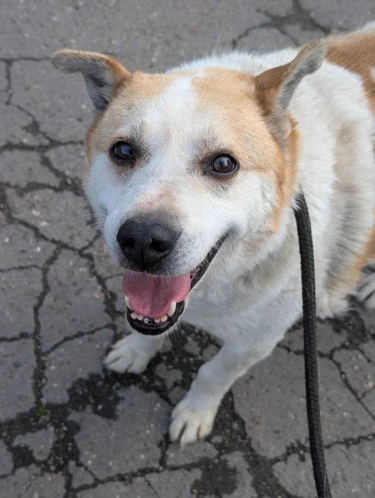 NANUK 0282, male mixed breed for adoption at No Limit Pets, Romania
