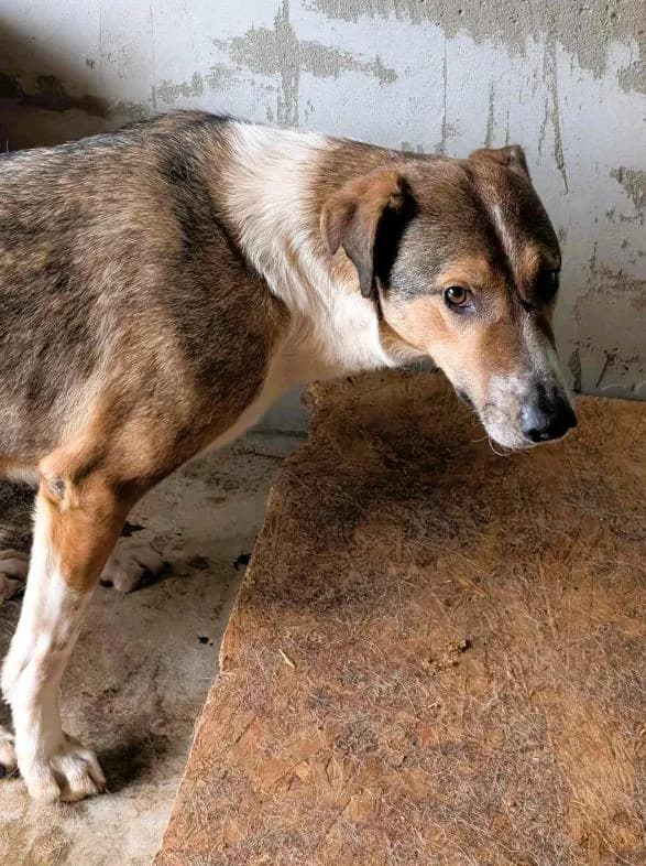 NEMO 7244, male 3yo Mixed Breed for adoption at No Limit Pets, Romania