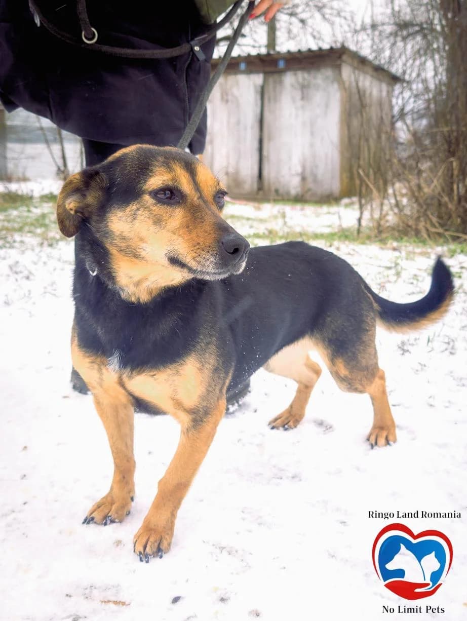 NICA 8094- adoptat, female young mixed breed for adoption at No Limit Pets, Romania