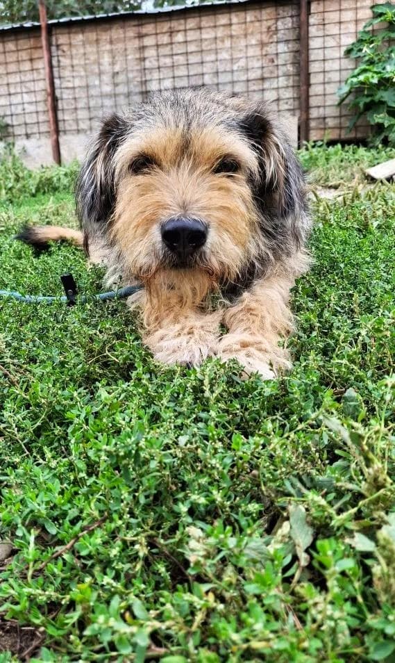 NICO 1663, male mixed breed for adoption at No Limit Pets, Romania