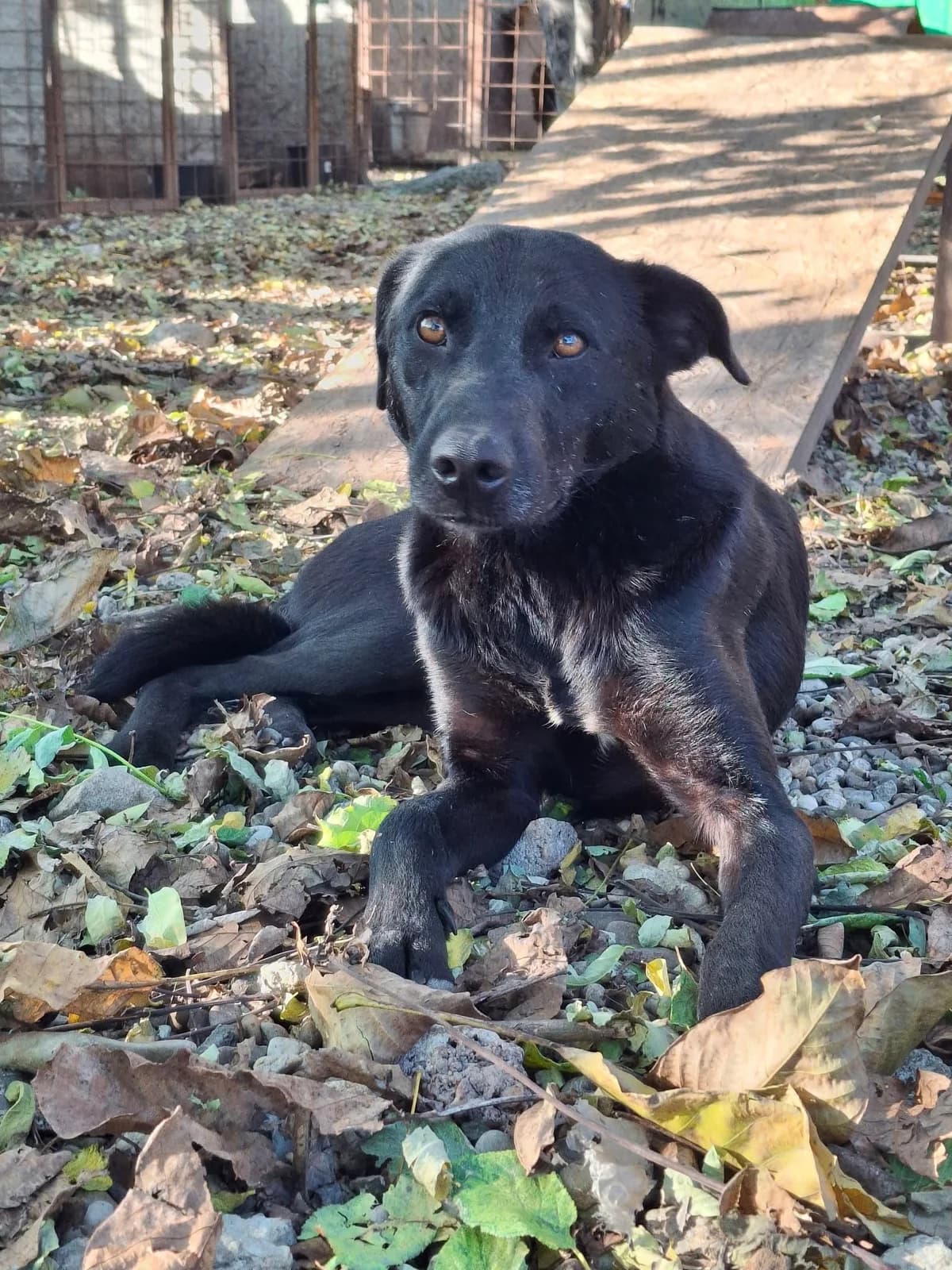 NINO 5156, male mixed breed for adoption at No Limit Pets, Romania