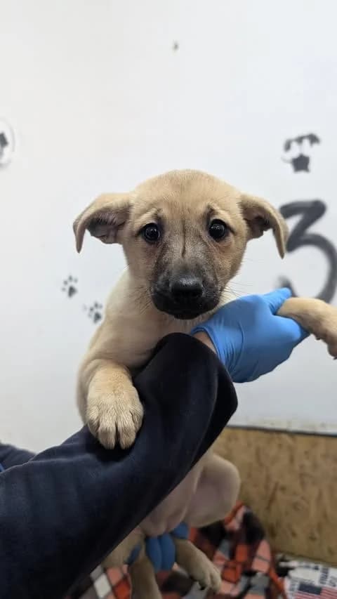 NIVIE PUPPY – ADOPTAT, female mixed breed for adoption at No Limit Pets, Romania