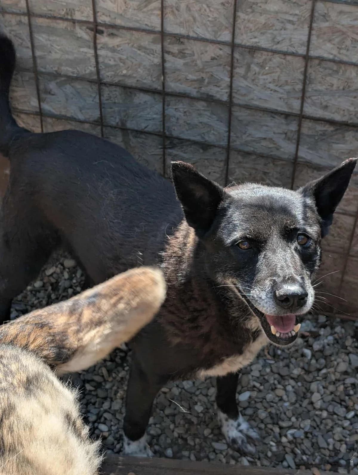 NURI 8203 -ADOPTAT, female mixed breed for adoption at No Limit Pets, Romania