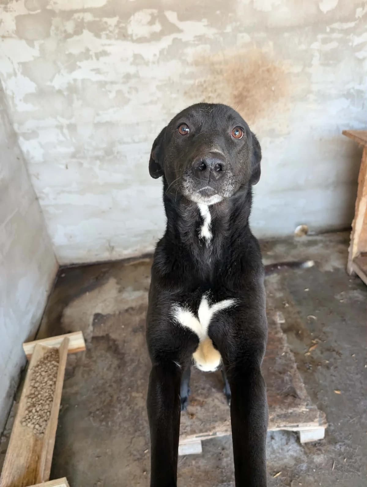 ODIN 1749, male young Mixed Breed for adoption at No Limit Pets, Romania