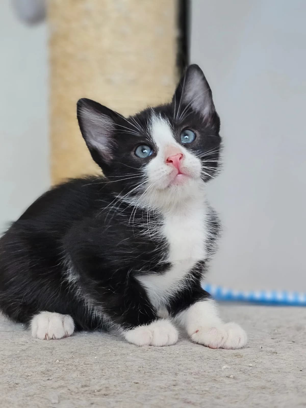 OSCAR CAT – ADOPTAT, male mixed breed for adoption at No Limit Pets, Romania
