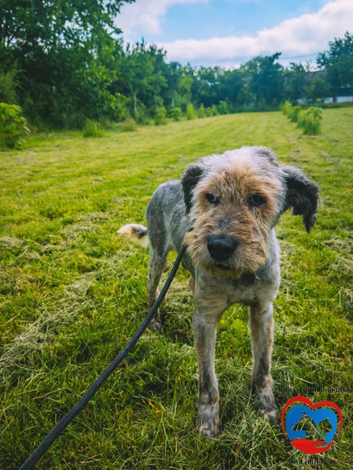 OTTO 5504, male puppy mixed breed for adoption at No Limit Pets, Romania