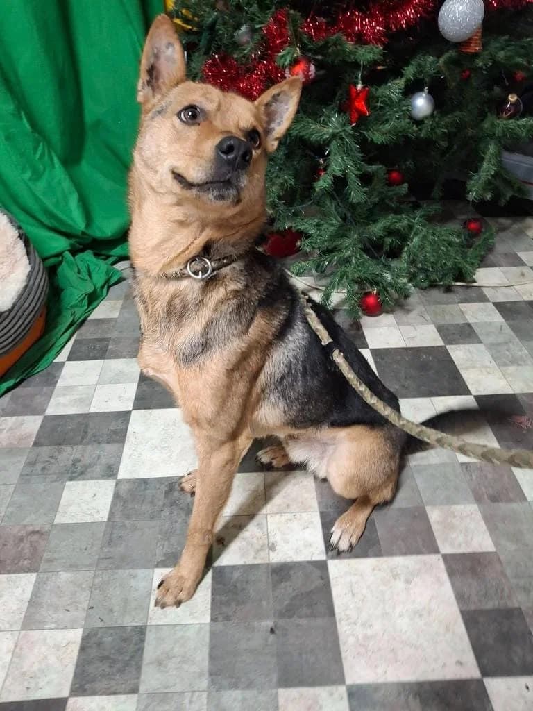 PACO 2348, male Belgian Malinois for adoption at No Limit Pets, Romania