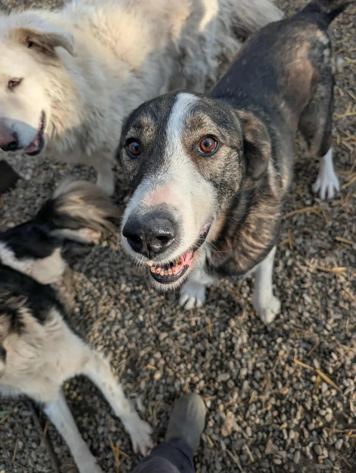 PAUL 3085, male 4yo Mixed Breed for adoption at No Limit Pets, Romania