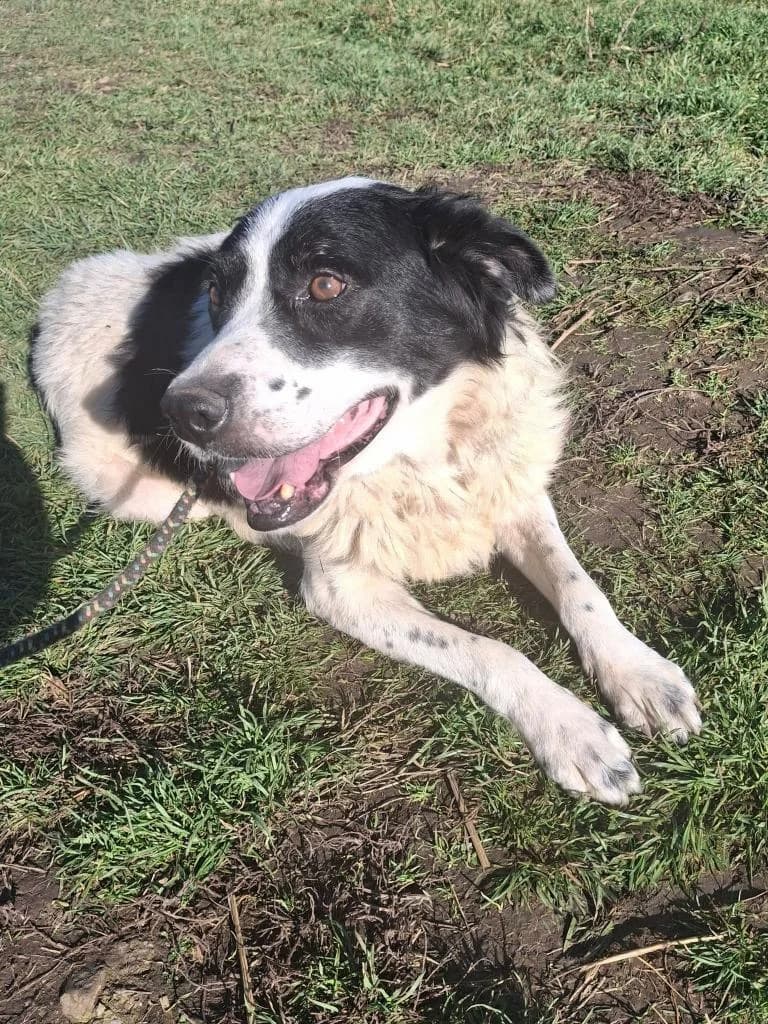 PAUL 4237, male young Mixed Breed for adoption at No Limit Pets, Romania