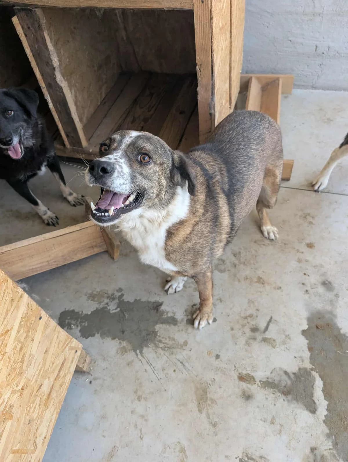 PAULA, female 4yo Mixed Breed for adoption at No Limit Pets, Romania